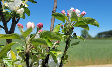 Granny Smith Apple (Malus domestica) - Planting Fruit Trees at Our Tiny Off-grid Cabin